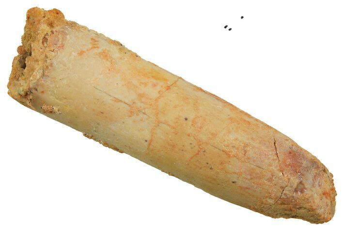 Fossil Sauropod Dinosaur (Titanosaur) Tooth - Morocco #298689